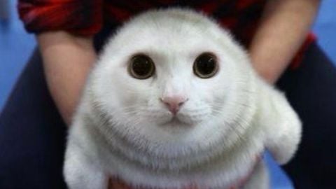 BEAR (Alpha)