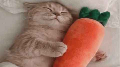 Keyless  cheat lune - Total Roblox Drama script preview