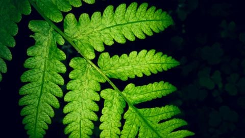 SPOOKI HUB V1 - Brookhaven 🏡RP script preview