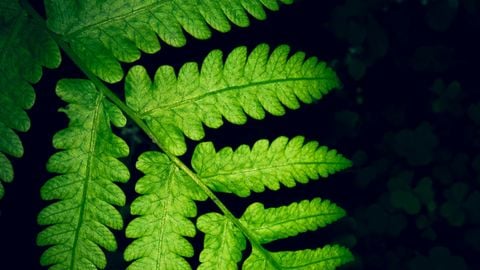 SPOOKI HUB V2 - Brookhaven 🏡RP script preview