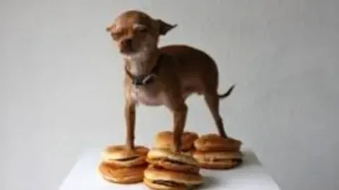 Bomboclat evil coco - Pilfering Pirates script preview