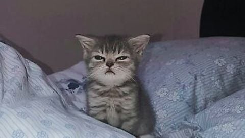 keyless cheat - ⛩️Flee the Facility💕 script preview